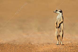 Meerkat on guard