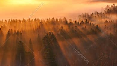 The sun's rays break through the trees