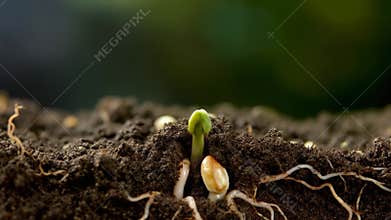 Macro timelapse of a seed growing roots underground and sprouting a stem above soil,