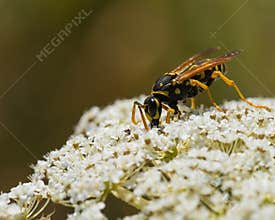 Wasp Gathering Pollen from a White Flower