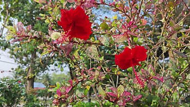 variegated hibiscus rosa sinensis with shades of burgundy leaves