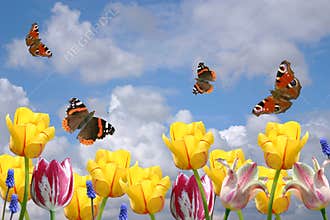 Spring flowers and butterflies