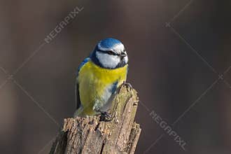 Blue tit on dry stump