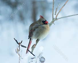 Female Cardinal Perched in Winter