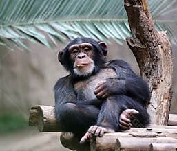 Chimpanzee