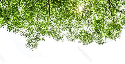 Ivory coast almond branch with sunray