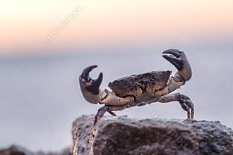 Crab