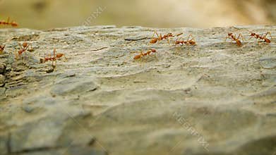 Red ants move along the tree bark