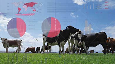 Upon grazing start, dairy cows grazing overlaying data fading animating charts showing milk output