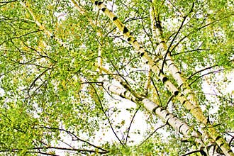 Deciduous birch trees.