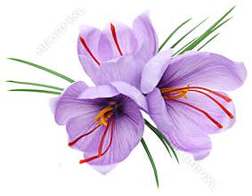Saffron flowers