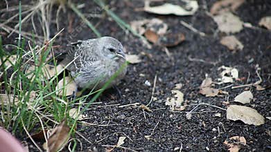 Baby bird eats thistle seeds