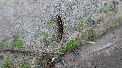 a caterpillar walking on the floor