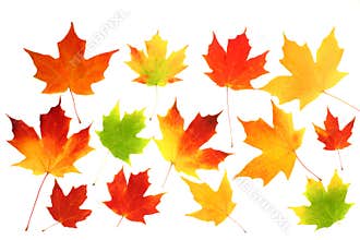 Fall autumn maple leaves