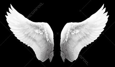 White angel wing isolated