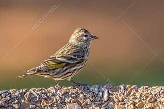 Pine Siskin On A Bird Bath
