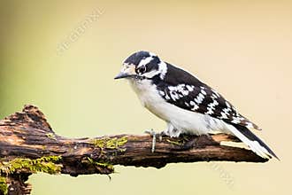 A Downy Woodpecker On A Mossy Log
