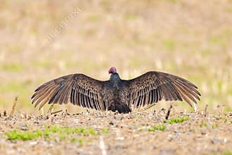 A Turkey Vulture Sunning Itself