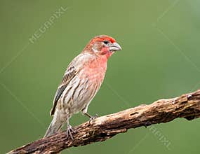 A Pink House Finch On A Branch