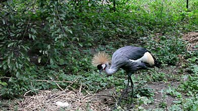 Crowned crane to sit on the nest,