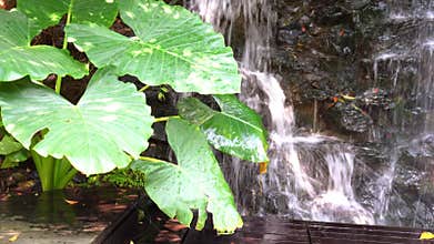 Water fall , Garden arrangements house, A small waterfall in the garden and koi fish