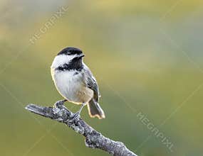 A Tiny Black-Capped Chickadee On A Perch
