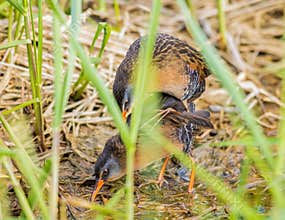 Two Virginia Rails Mating In A Marsh