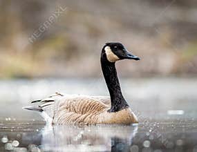 A Canada Goose Swimming In A Swamp
