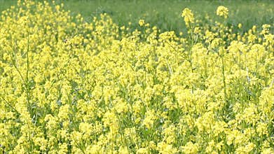 Meadow with yellow flowers