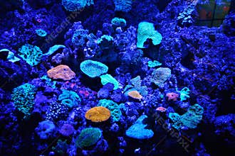 Blue aquarium