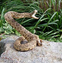 angry coiled rattle snake on rock