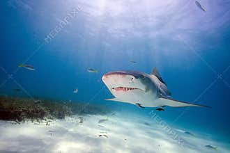 Lemon shark