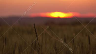 Spider and cobweb on wheat close-up at sunset
