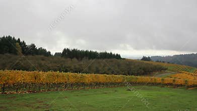 Vineyard with Grapes Bearing Vines in Fall Season Panning