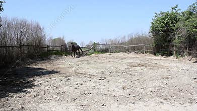 Stallion running and jumping