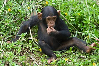 Young chimpanzee