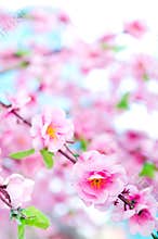 Spring border background with pink blossom