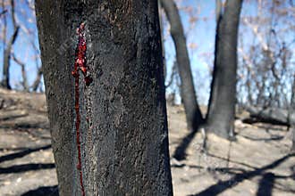 Australia bush fire: burnt trunk red resin wound