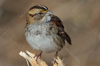 White Throated Sparrow