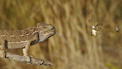 Chameleon hunting spider