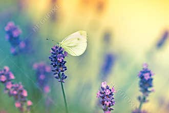 Butterfly on lavender