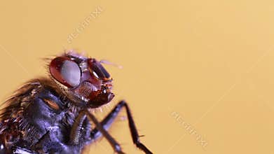 Housefly Macro