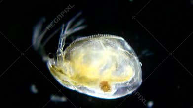 Daphnia
