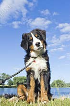 Bernese Mountain Dog Puppy at the Beach!