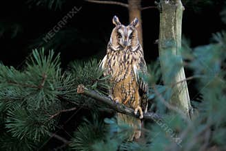 Long-eared owl, Asio otus,
