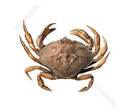 Crab