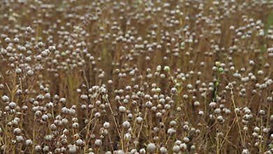 Agriculture harvest time: Flax field at July