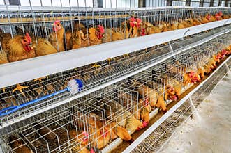 Chicken farm