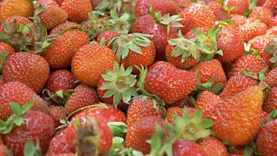 Fresh strawberries, deep red color and juicy texture piled high in wooden crate