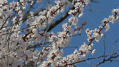 Apricot tree bursts into bloom, each petal delicate against an endless blue sky
